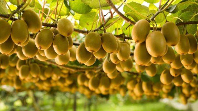Kiwifruit amarillo b|arrigoni_protecta_kiwi_01-1030x773b|kiwimeterf